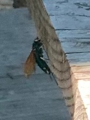 Urocerus californicus