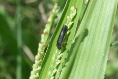 Homalodisca insolita