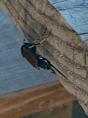 Urocerus californicus