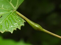 Neolasioptera vitinea
