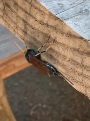 Urocerus californicus