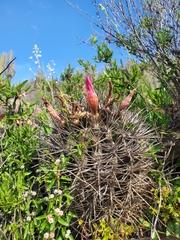 Eriosyce nigrihorrida