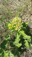 Asclepias viridis