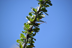 Dendrobias mandibularis
