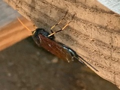 Urocerus californicus