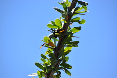 Dendrobias mandibularis