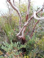 Eucalyptus decurva
