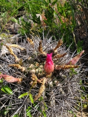 Eriosyce nigrihorrida