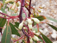Eucalyptus decurva