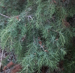 Juniperus deltoides