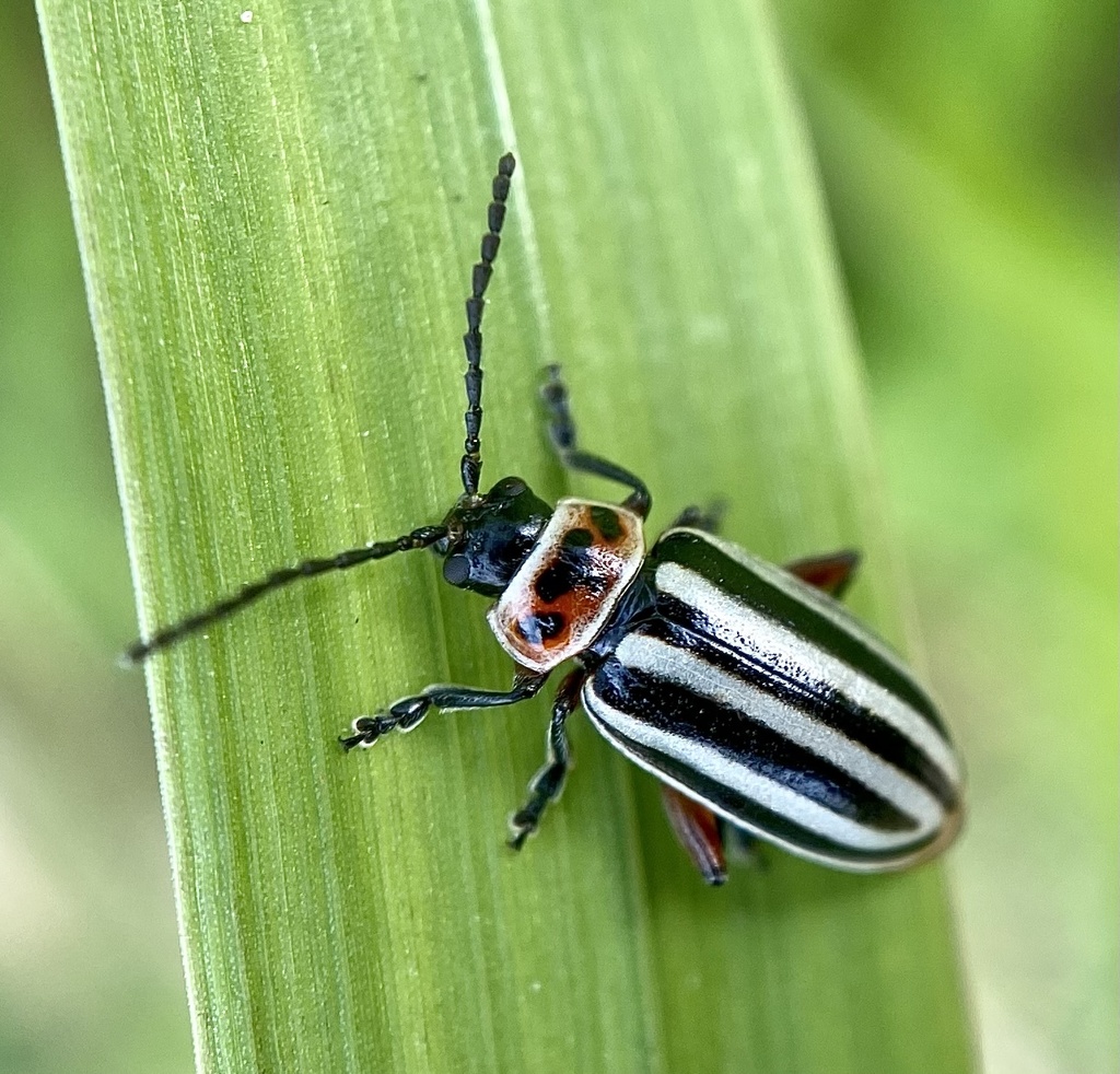 Tall Flea Beetle