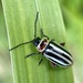 Tall Flea Beetle - Photo (c) stjayaaa, some rights reserved (CC BY-NC), uploaded by stjayaaa
