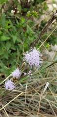 Ageratum corymbosum