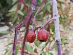 Eucalyptus decurva