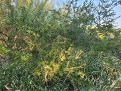 Vachellia rigidula
