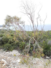 Eucalyptus decurva