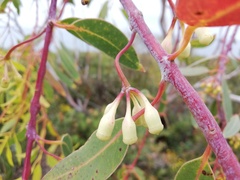 Eucalyptus decurva