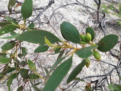 Eucalyptus angulosa