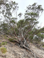 Eucalyptus angulosa