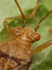 Rhopalus sapporensis