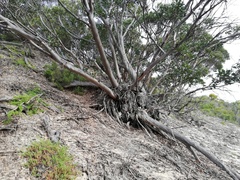 Eucalyptus angulosa