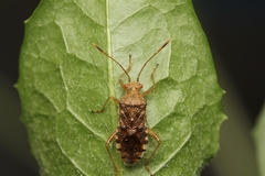 Rhopalus sapporensis