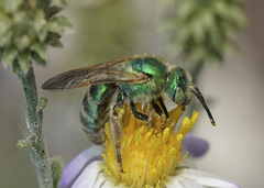 Agapostemon texanus