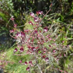 Trichostema suffrutescens