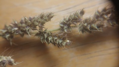 Echinochloa muricata microstachya