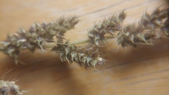 Echinochloa muricata microstachya