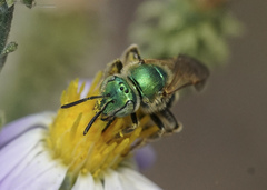Agapostemon texanus