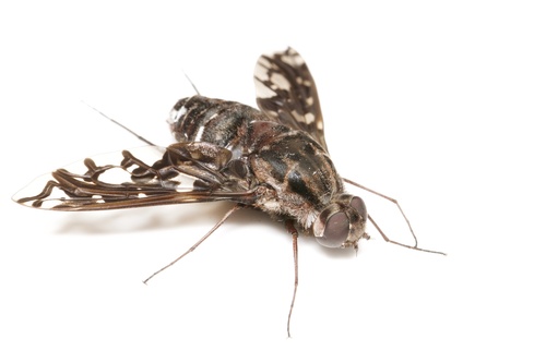 Tiger Bee Fly photo 4