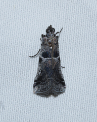 Quasisalebria atratella