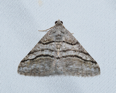 Digrammia continuata