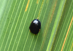 Hemisphaerota cyanea