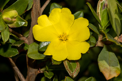 Hibbertia cuneiformis