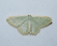 Chlorochlamys appellaria