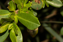 Hibbertia cuneiformis