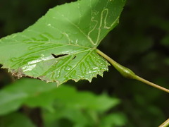Phyllocnistis vitegenella