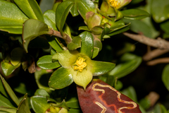 Hibbertia cuneiformis