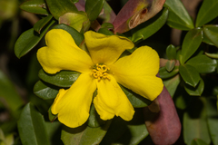 Hibbertia cuneiformis