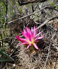 Eriosyce nigrihorrida