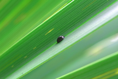 Hemisphaerota cyanea