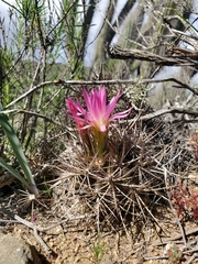 Eriosyce nigrihorrida