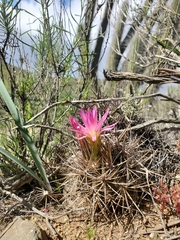 Eriosyce nigrihorrida