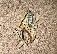 Paruroctonus xanthus