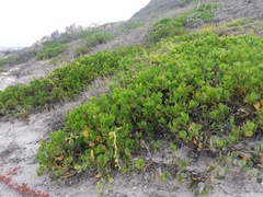 Scaevola crassifolia