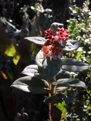 Vaccinioideae