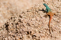 Platysaurus attenboroughi