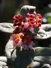 Vaccinioideae